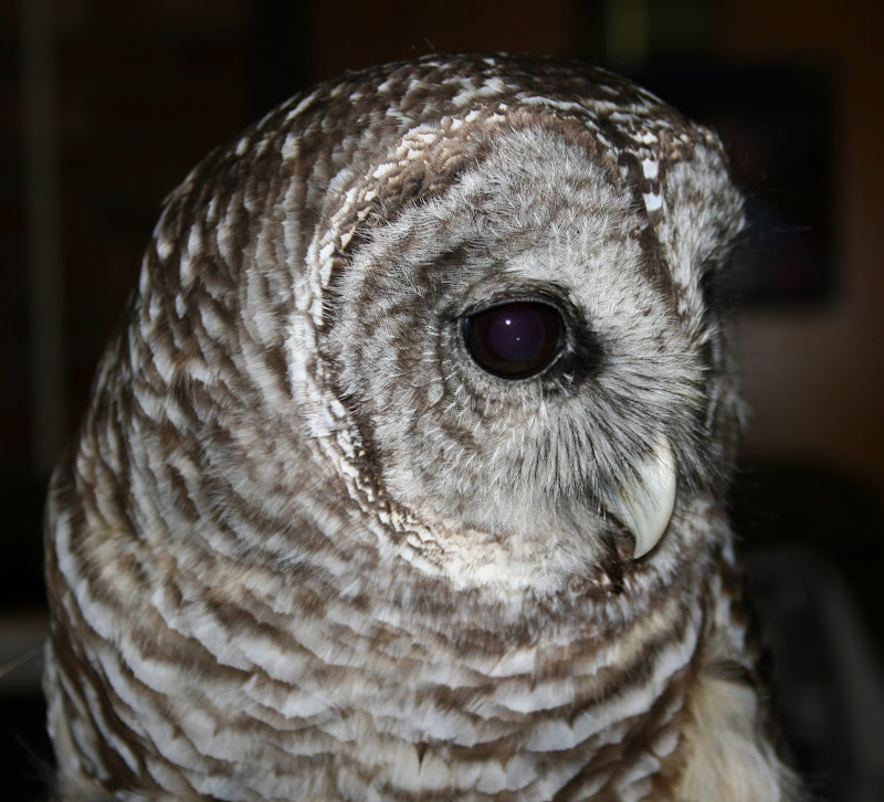 Birding In Michigan Barred Owl