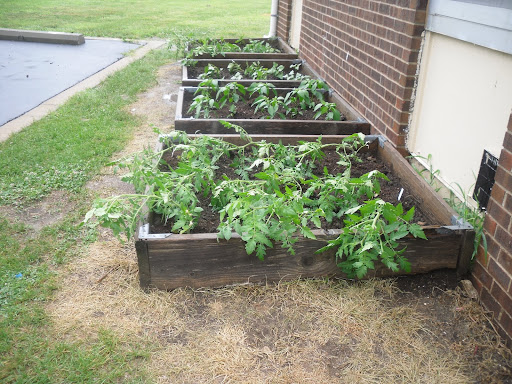 garden