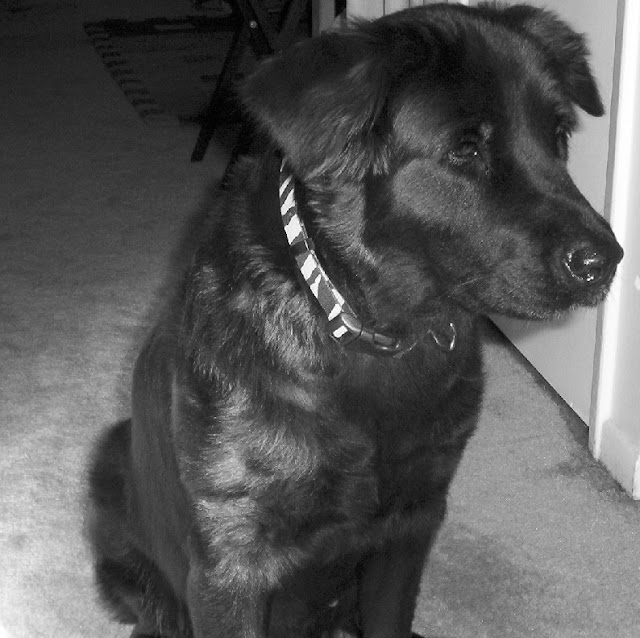 In Loving Memory - R.I.P. 04/1996 - 09/20/2009