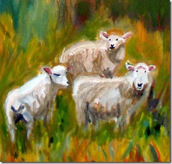 sheep detail