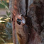 Tropical Wood Cockroach