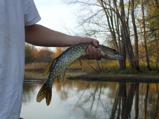 NorthernPike%20007.jpg