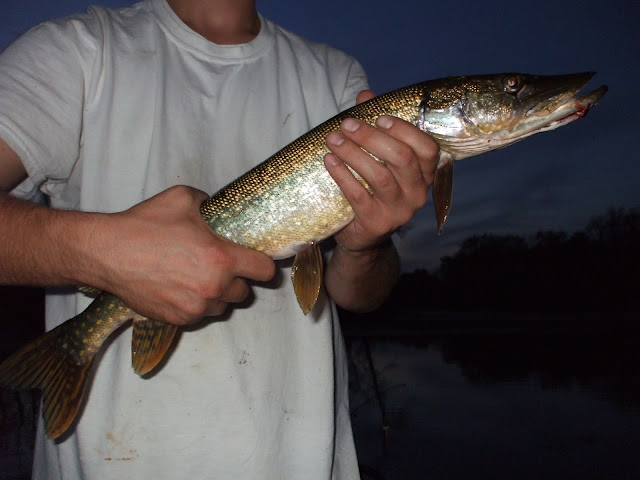 NorthernPike%20015.jpg
