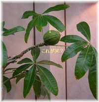 パキラ-003-2 パキラ-003-2
