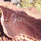 Garnelen am Tauchspot “Supermans Flight”