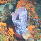 Schwamm am Riff direkt unter den Pitons