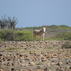 Wilder Esel - Ihhhaaaaaa!!