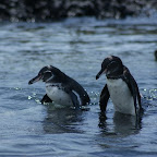 Humboldt-Pinguine
