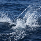 striped dolphin 3 platsch.JPG