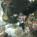 erster Fisch mit neuem Spielzeug fotografiert