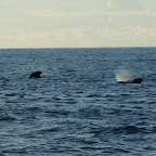 Pilotwale zwischen Teneriffa und La Gomera