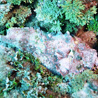 Dieser fette Steinfisch ist sehr giftig. Gut dass man ihn kaum sieht.