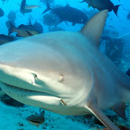 Guggsch du! Ich bin ein nicht allzu grosser Bullenhai und wenn´s hier nix zu mampfen gäbe, wäre ich gar nicht hier.