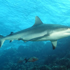 Grauer Riffhai, nur etwa 2 meter lang. Aber trotzdem elegant wie wenig andere Tiere.