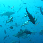 Viele grosse Fischi versuchen einen Thunfischkopf zu ergattern.