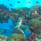 Schildkröte schwimmt zwischen der Reling