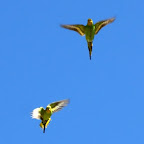 Auch Wellensittiche sind bei uns wohlbekannt.