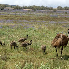 wilde Emus