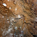 Glühwürmchen an Höhlendecke mit klebrigen Fangfäden.