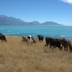 So eine Aussicht möchte ich als Kuh auch haben!