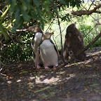 Eh voilá. Hier sitzen sie: Unterm Gebüsch im Schatten. Junges mit den Eltern.