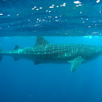 Mini Walhai von etwa 6 Metern - die können bis 21 Meter werden