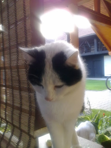 Slika