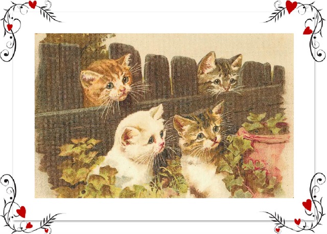 [kitties by fence[4].jpg]
