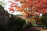Tree_NE.jpg
