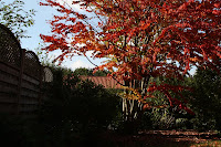 Tree_OE.jpg