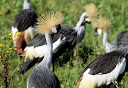 Kronenkraniche, die Wappentiere Ugandas. © Foto: Marco Penzel