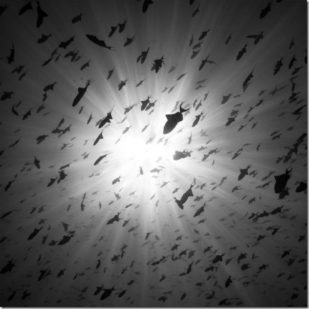 Fotografias em preto e branco do oceano (7)