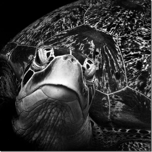 Fotografias em preto e branco do oceano (6)