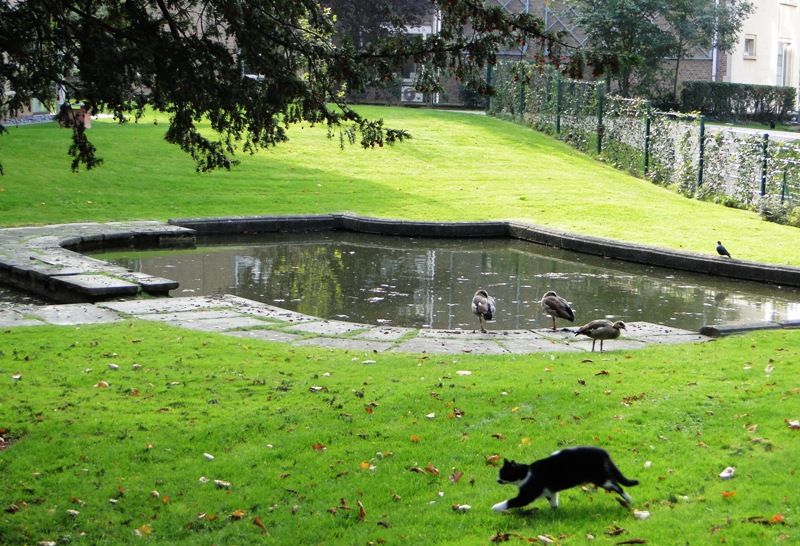 MI BRUSELAS - Blogs de Belgica - Desde mi ventana (8)
