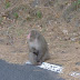 Monkey!