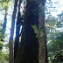 It's annoying that those trees don't fit the photo, isn't it?