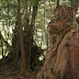Funky trees again :D