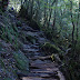 The path. The wood was a little wet so rather slippery.