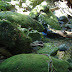 Lots of moss at stones.