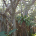 Really weeeeird trees.