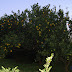 There were oranges (Tankan?) growing from a tree XD