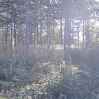 We ended up walking through the forest for a bit.
