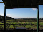 vineyard in hunter valley