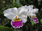 orchids