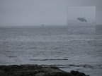 whale