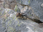 chipmunk