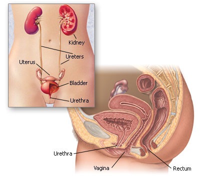 [images-image_popup-w7_urinarysystem[4].jpg]