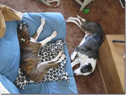 Puppacoucha