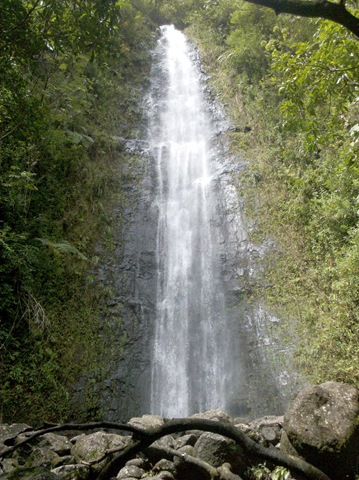 [Manoa Falls (21)[4].jpg]
