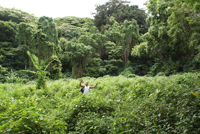 [Maunawili hike 134[3].jpg]